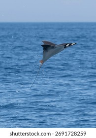 Flying mobula jumping devil ray