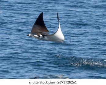 Flying mobula jumping devil ray