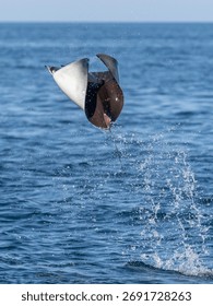 Flying mobula jumping devil ray