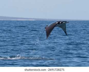 Flying mobula jumping devil ray