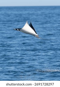 Flying mobula jumping devil ray