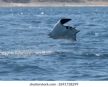 Flying mobula jumping devil ray
