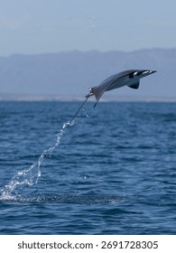 Flying mobula jumping devil ray