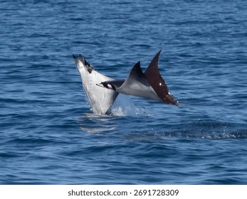 Flying mobula jumping devil ray