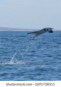 Flying mobula jumping devil ray