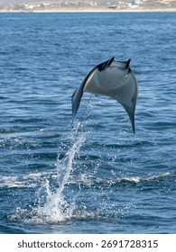 Flying mobula jumping devil ray