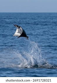 Flying mobula jumping devil ray