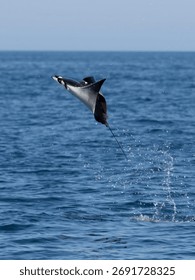 Flying mobula jumping devil ray