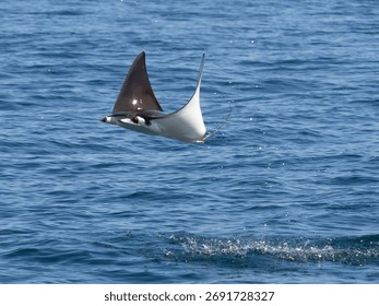 Flying mobula jumping devil ray