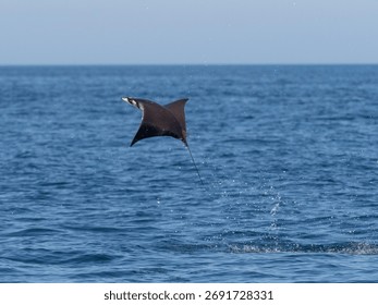 Flying mobula jumping devil ray