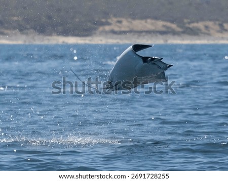 Flying mobula jumping devil ray