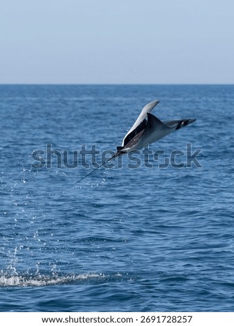 Flying mobula jumping devil ray