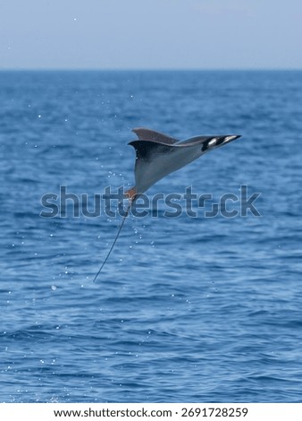 Flying mobula jumping devil ray