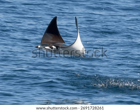 Flying mobula jumping devil ray