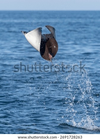 Flying mobula jumping devil ray
