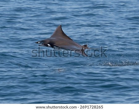 Flying mobula jumping devil ray