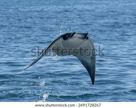 Flying mobula jumping devil ray