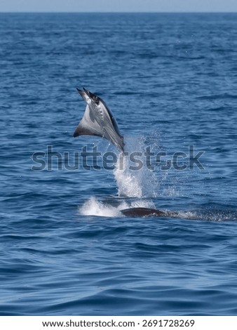 Flying mobula jumping devil ray
