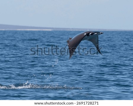 Flying mobula jumping devil ray