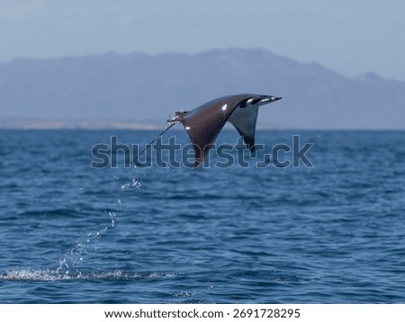 Flying mobula jumping devil ray