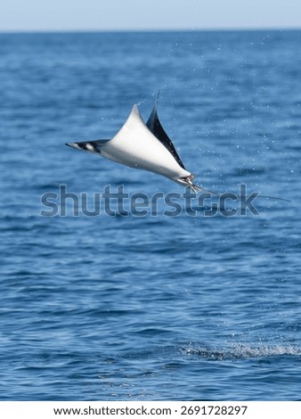Flying mobula jumping devil ray