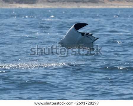 Flying mobula jumping devil ray