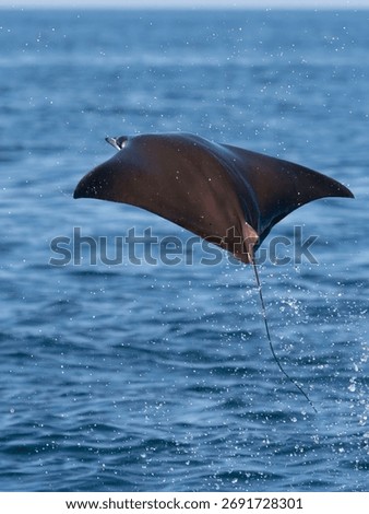 Flying mobula jumping devil ray