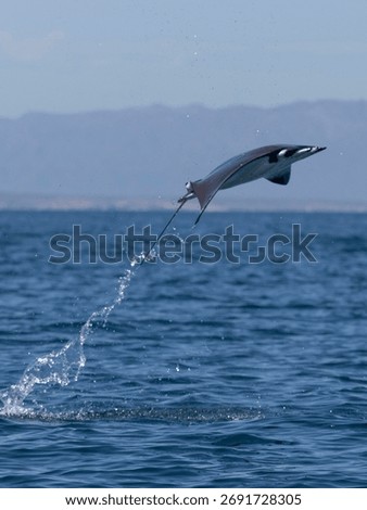 Flying mobula jumping devil ray
