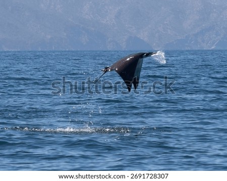 Flying mobula jumping devil ray