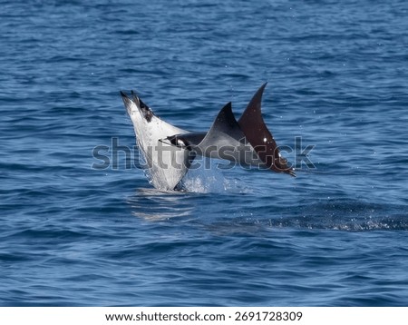 Flying mobula jumping devil ray