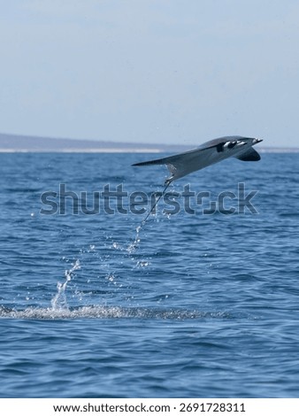 Flying mobula jumping devil ray