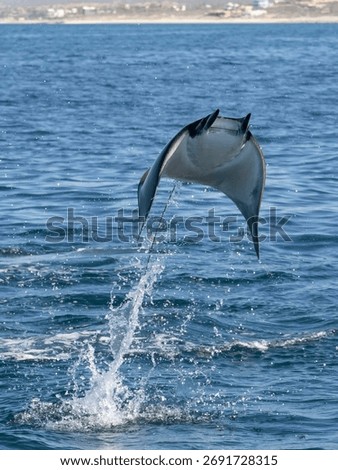 Flying mobula jumping devil ray