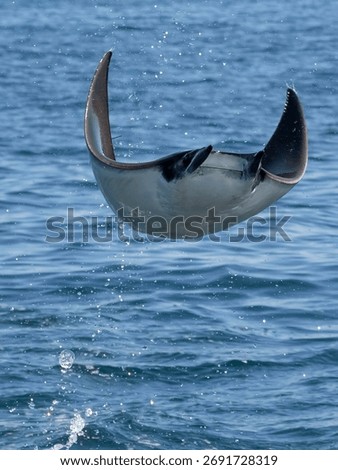 Flying mobula jumping devil ray