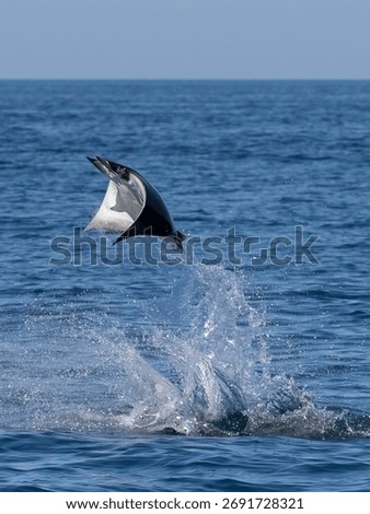Flying mobula jumping devil ray