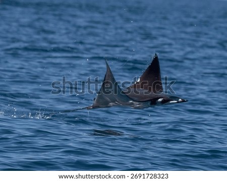 Flying mobula jumping devil ray