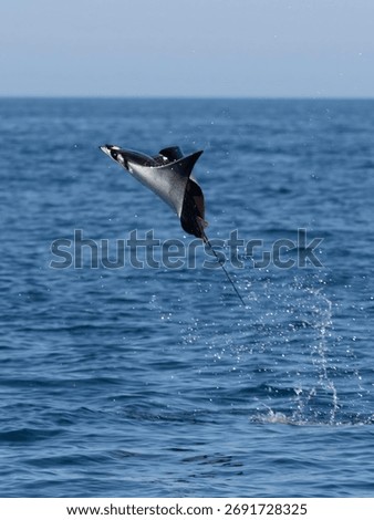 Flying mobula jumping devil ray