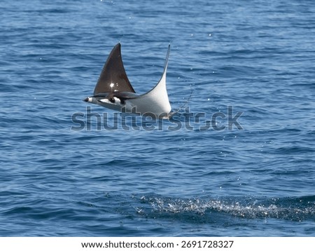 Flying mobula jumping devil ray