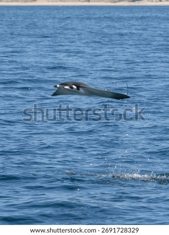 Flying mobula jumping devil ray