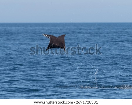 Flying mobula jumping devil ray