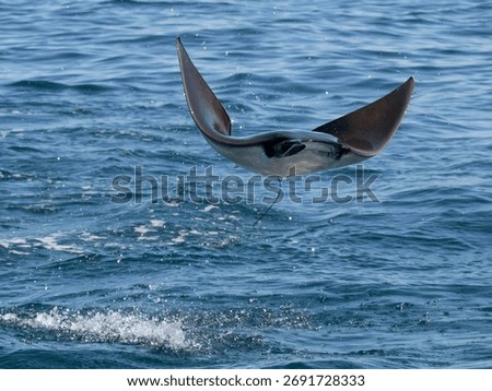 Flying mobula jumping devil ray
