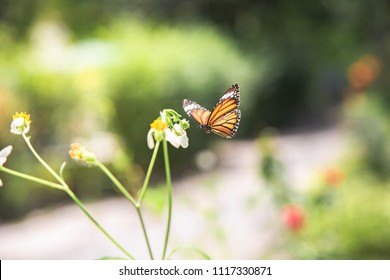 Flying Monarch Butterfly On A White Flower.