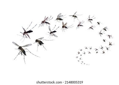 Mosquito wing Images, Stock Photos & Vectors | Shutterstock