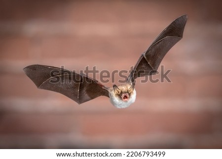 Flying Natterer's bat (Myotis nattereri) action shot of hunting animal on brick background. This species is medium sized with distictive white belly, nocturnal and insectivorous and found in Europe 