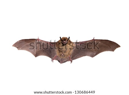 Flying Northern bat (Eptesicus nilssonii), isolated on white.
