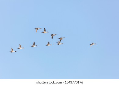 flying northern pintail ducks on v-formation against a blue sky