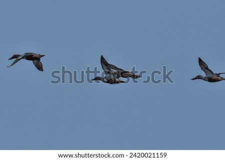 Flying Northern shoveler ducks _