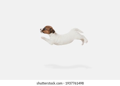 Flying. One Funny Cute Little Puppy Of Jack Russell Dog Posing Isolated On White Background.. Concept Of Movement, Pets Love, Animal Life, Care. Looks Sweet, Happy, Delighted. Copyspace For Ad. Flyer.