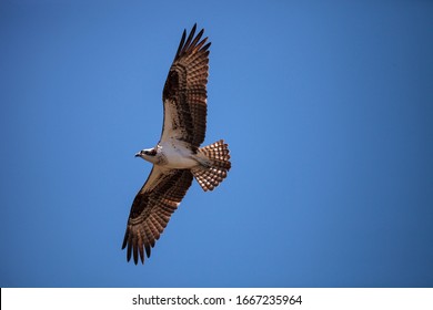 Flying Osprey bird Pandion haliaetus high above a marsh in Sanibel Island, Florida