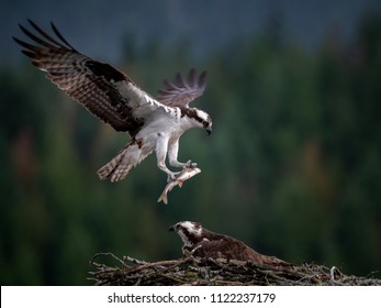 Flying Osprey carrying the fish
