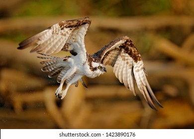 Flying osprey with fish. Action scene with bird, nature water habitat. Osprey hunting in the water. White bird of prey fighting with fish, Rio Tarcoles, Carara NP, Costa Rica.